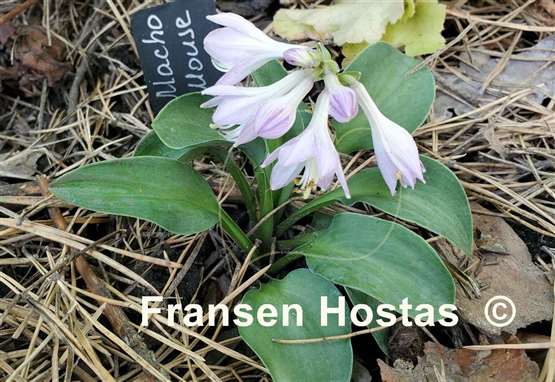 Hosta Macho Mouse